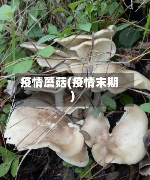 疫情蘑菇(疫情末期)