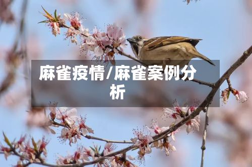 麻雀疫情/麻雀案例分析-第3张图片
