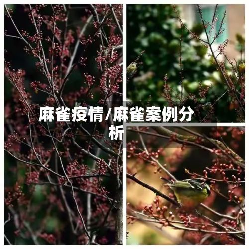 麻雀疫情/麻雀案例分析