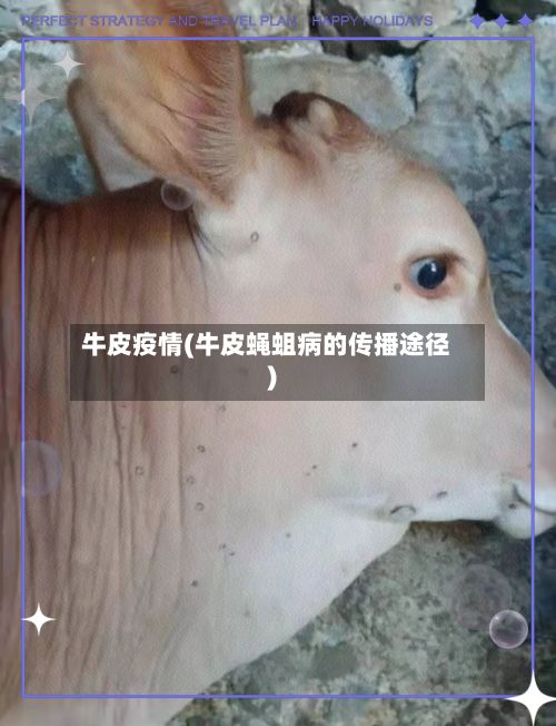 牛皮疫情(牛皮蝇蛆病的传播途径)