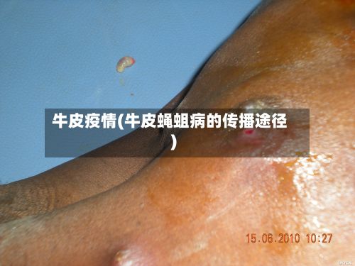 牛皮疫情(牛皮蝇蛆病的传播途径)-第2张图片