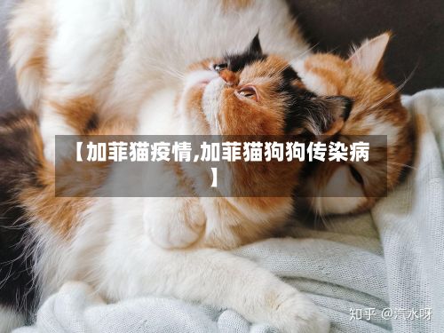 【加菲猫疫情,加菲猫狗狗传染病】-第3张图片