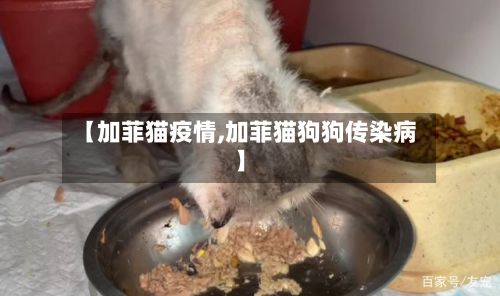 【加菲猫疫情,加菲猫狗狗传染病】