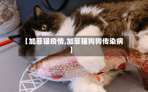 【加菲猫疫情,加菲猫狗狗传染病】-第2张图片