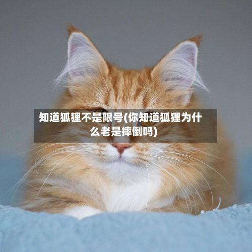 知道狐狸不是限号(你知道狐狸为什么老是摔倒吗)-第2张图片